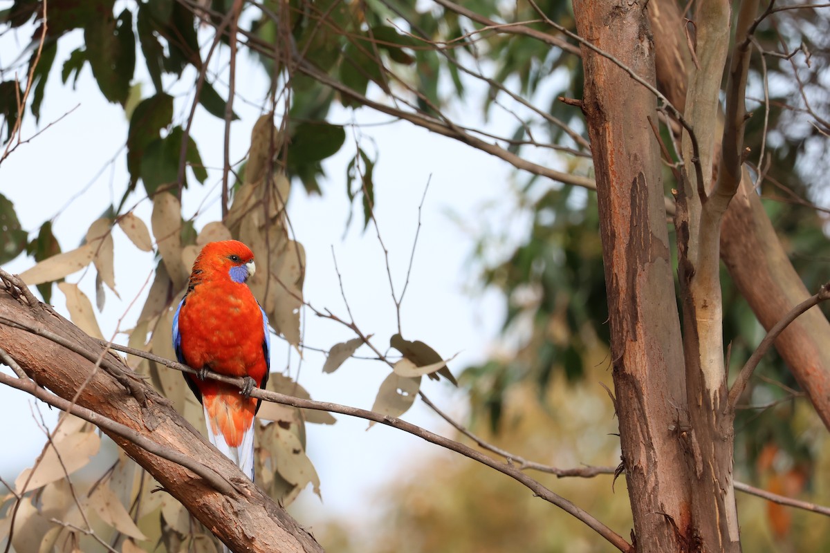 Crimson Rosella - ML642205311
