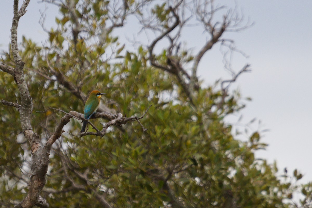 Rainbow Bee-eater - ML642205312