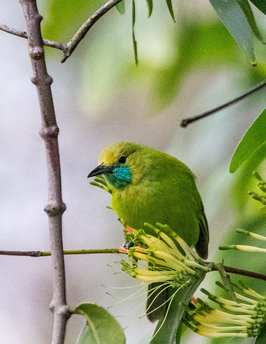 Jerdon's Leafbird - ML642205314