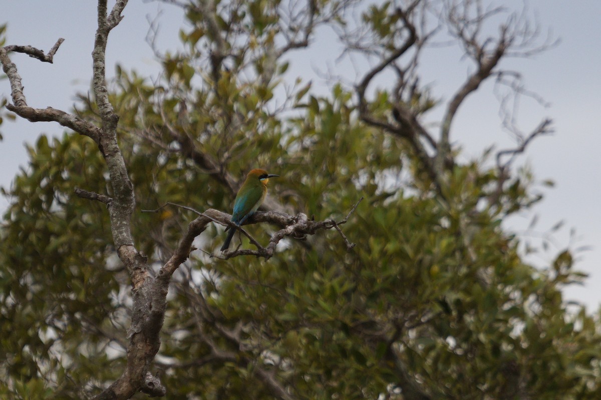 Rainbow Bee-eater - ML642205315