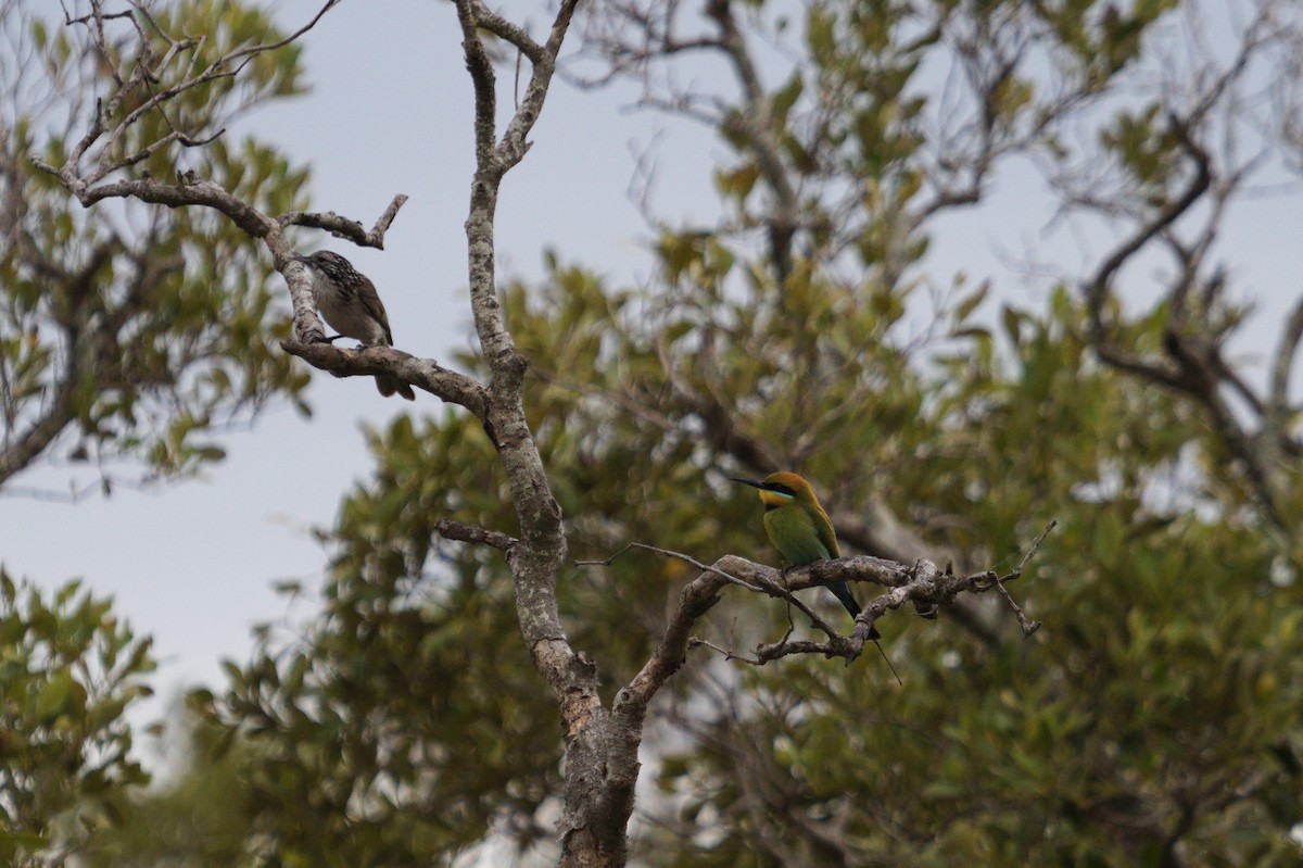 Striped Honeyeater - ML642205318