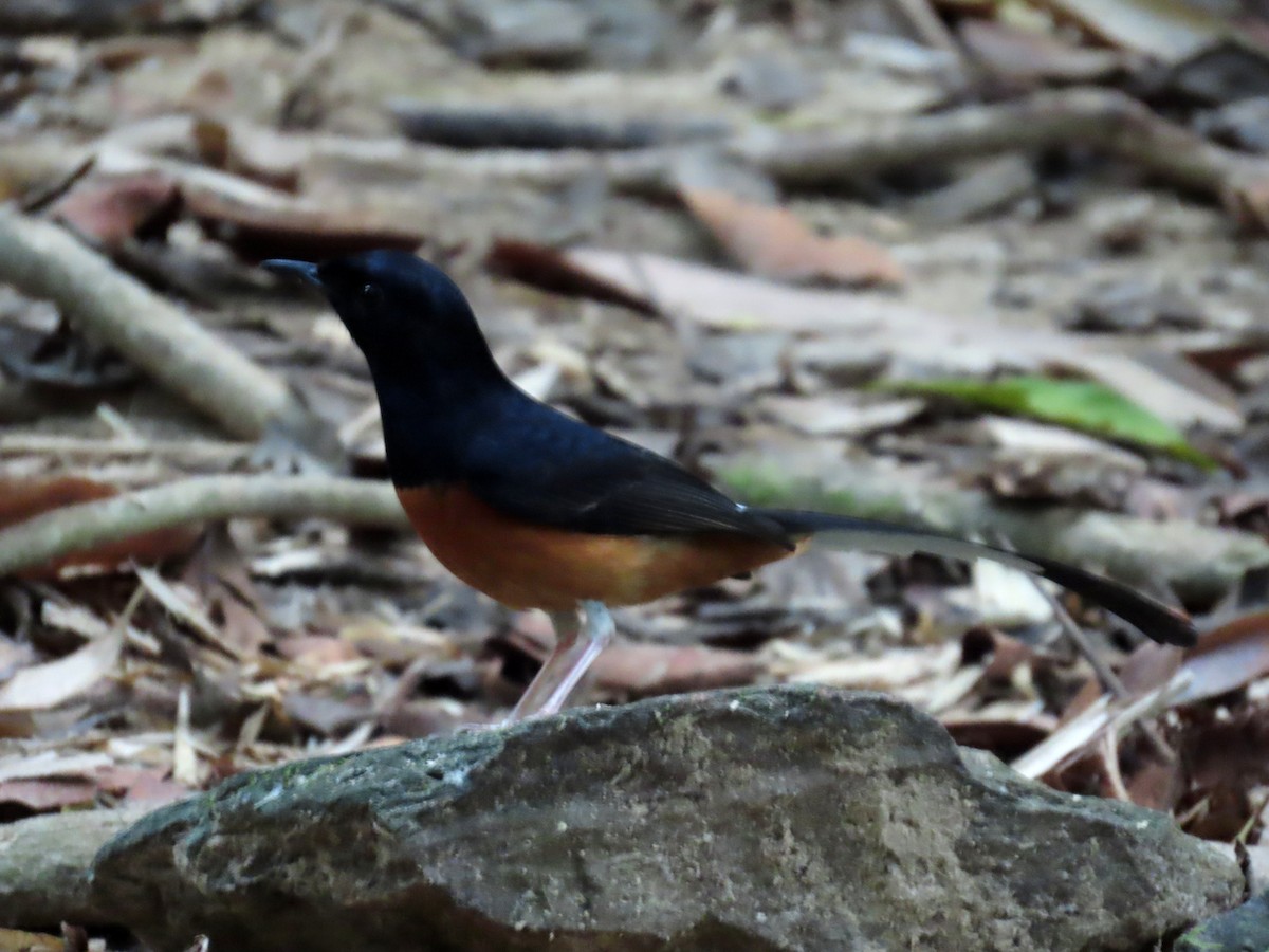 White-rumped Shama - ML642205320