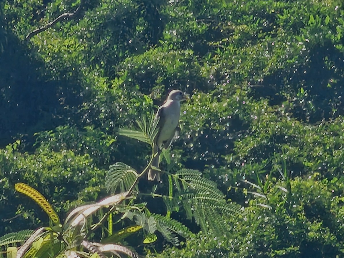 Styan's Bulbul - ML642205327