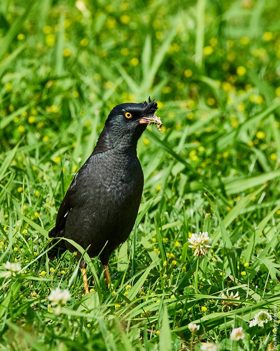 Crested Myna - ML642205328