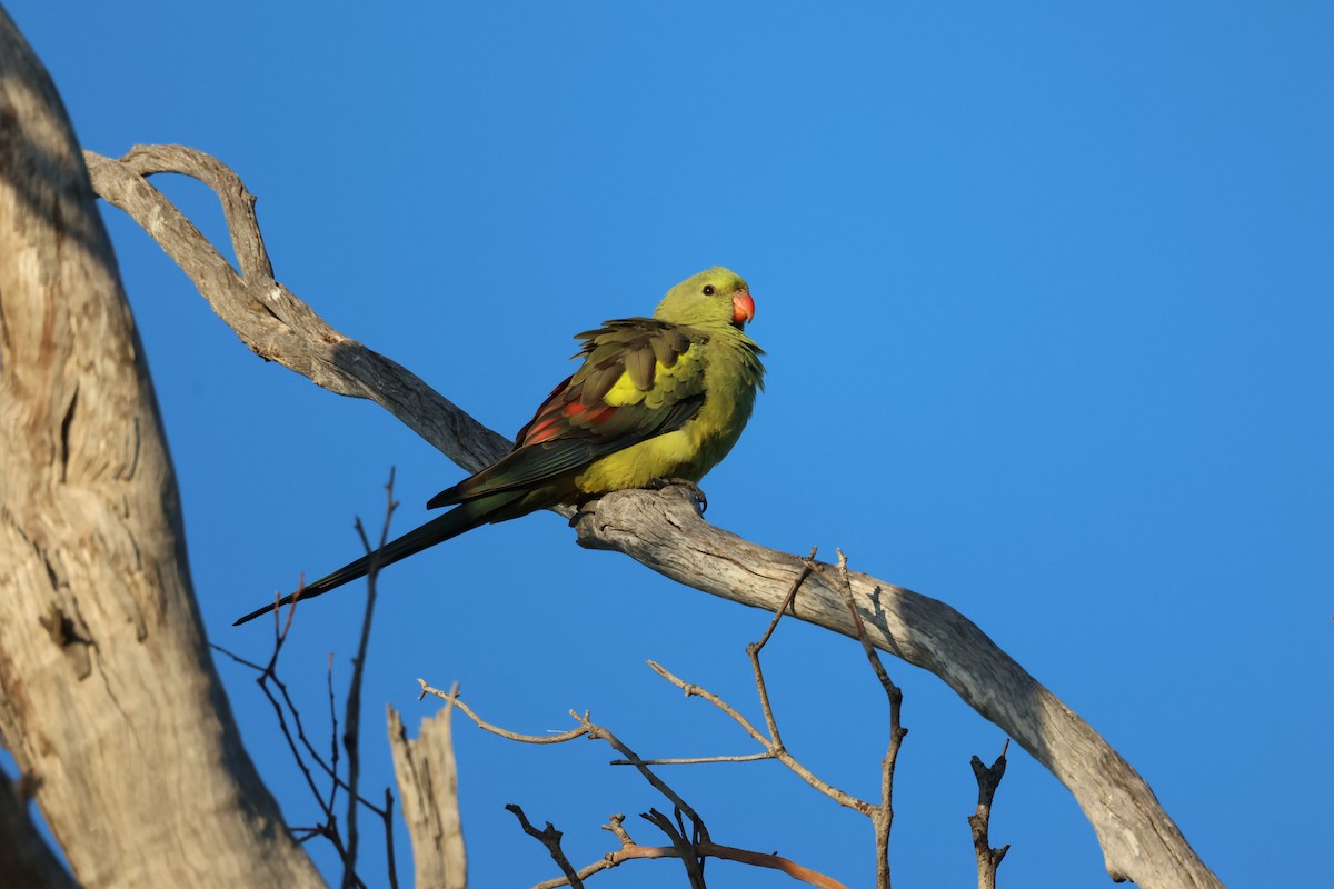 Regent Parrot - ML642205351