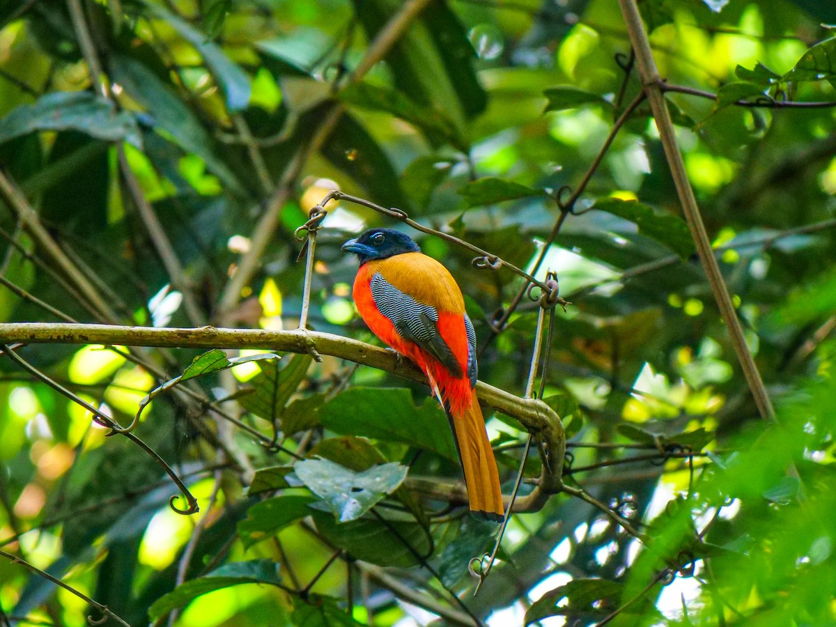Trogon de Duvaucel - ML642205358