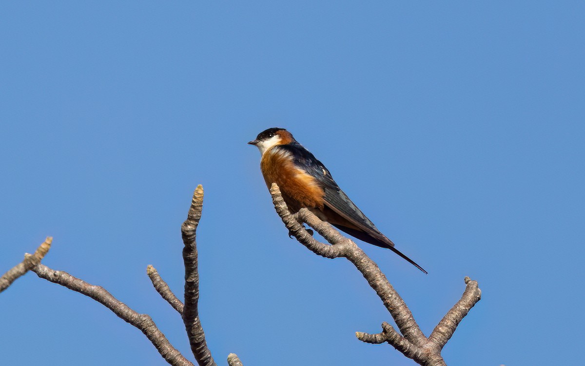 Hirondelle des mosquées - ML642205367
