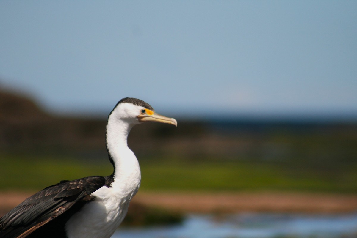 Cormoran varié - ML642205373
