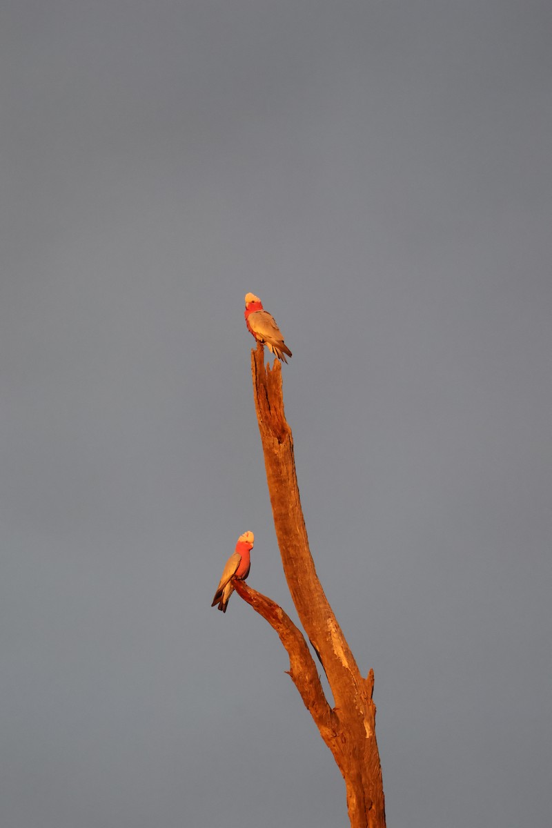 Cacatoès rosalbin - ML642205393