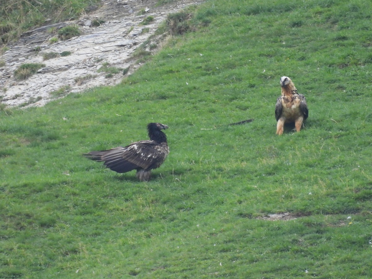 Gypaète barbu - ML642205398