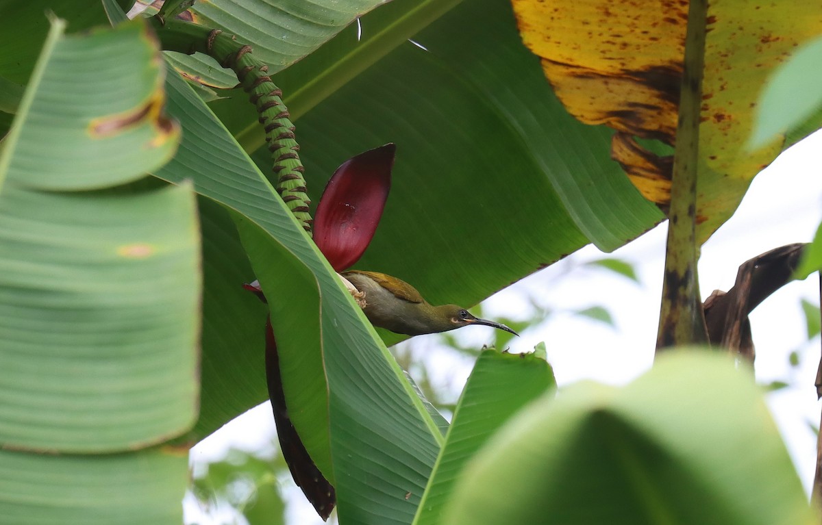 Naked-faced Spiderhunter - ML642205425
