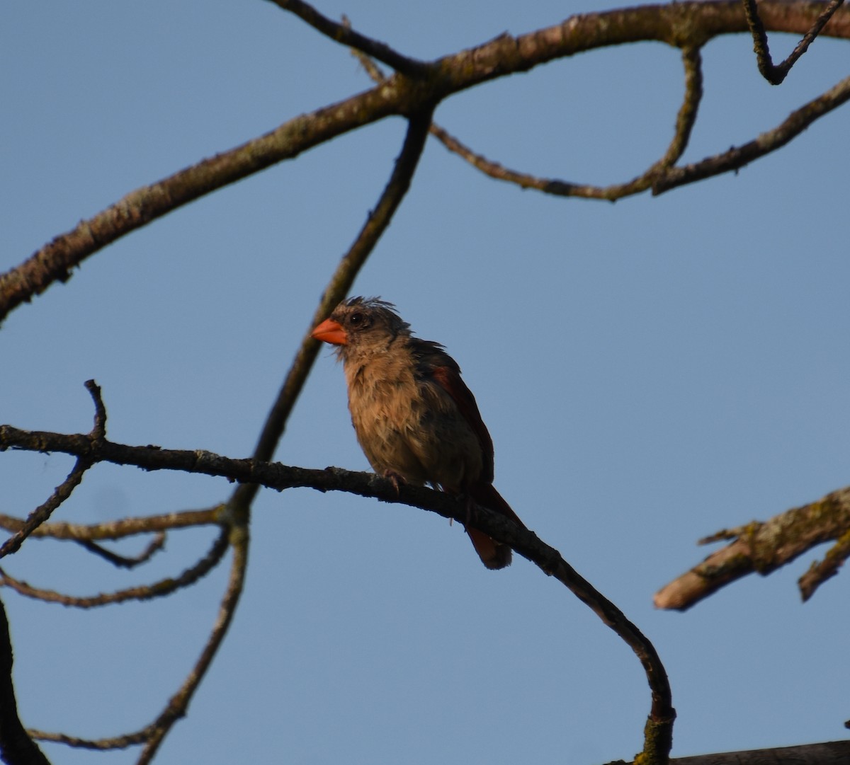 Northern Cardinal - ML642205432