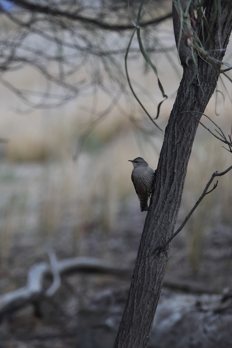 Brown Treecreeper - ML642205447