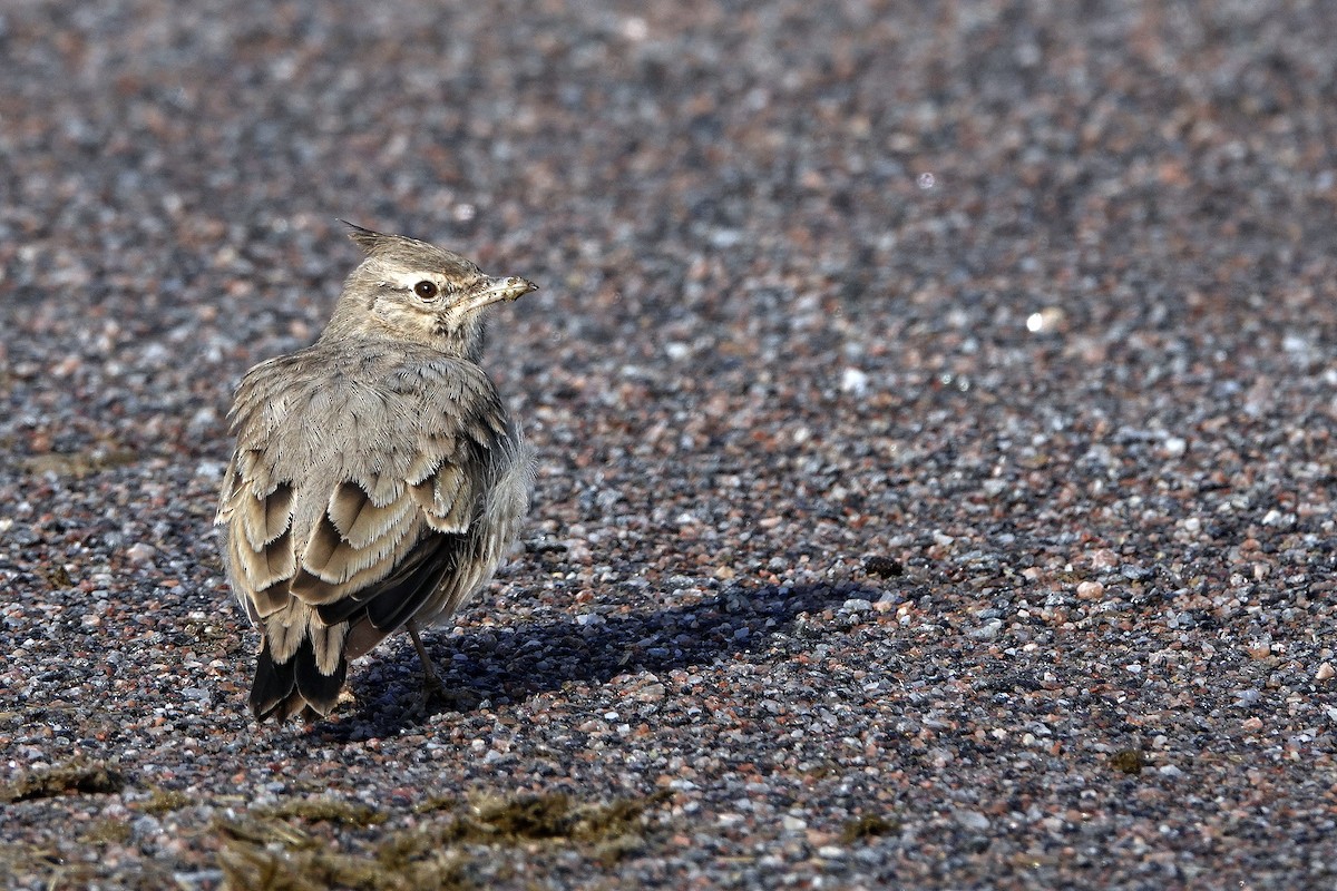 Crested Lark - ML642205455