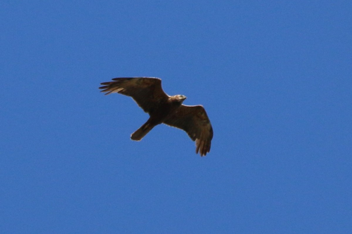 Western Marsh Harrier - ML642205475