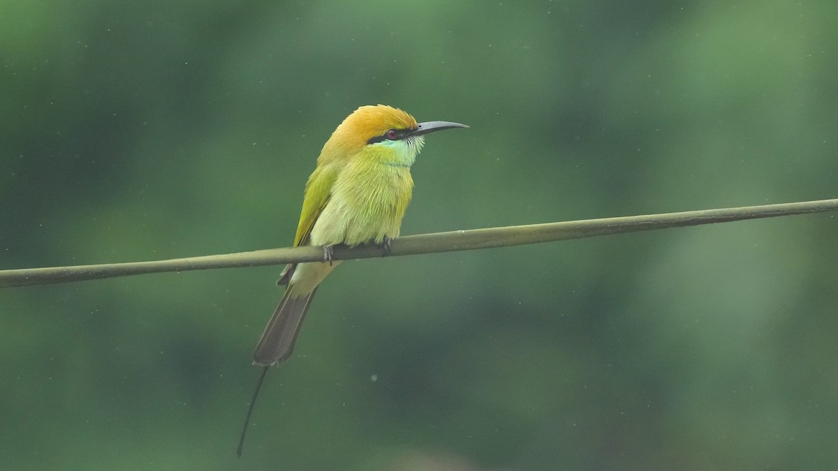 Asian Green Bee-eater - ML642205478