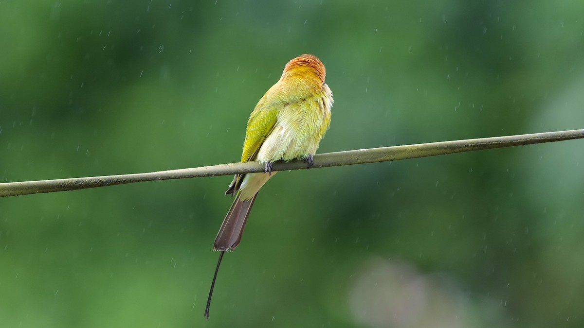 Asian Green Bee-eater - ML642205479