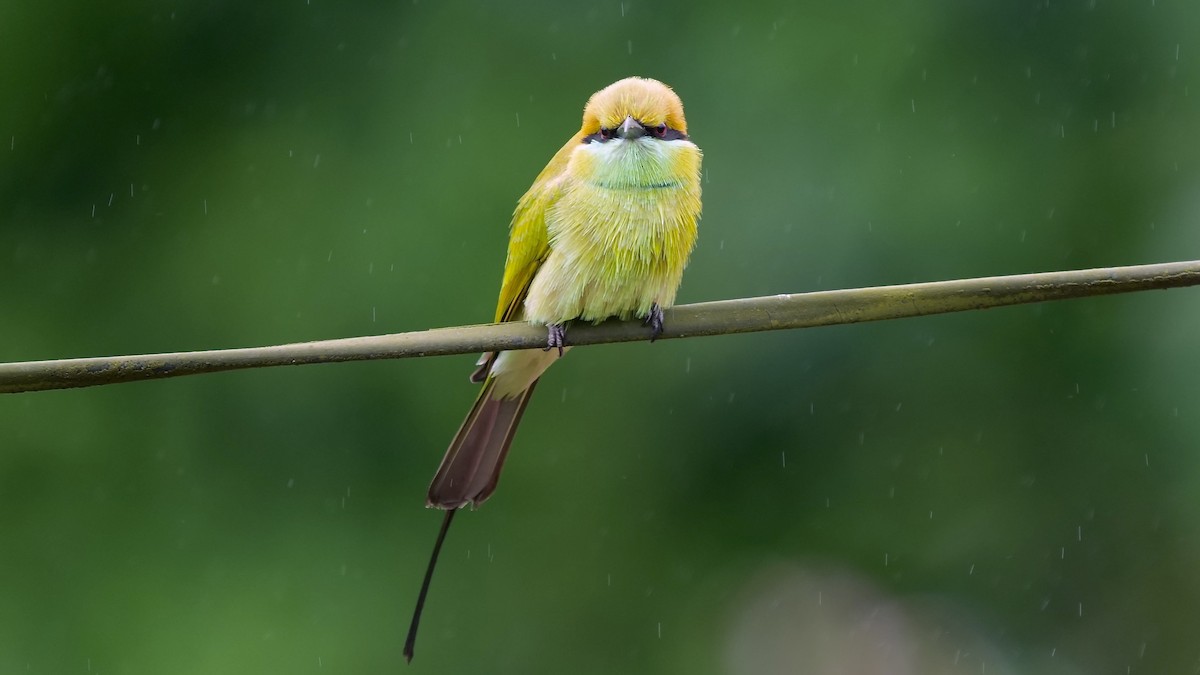Asian Green Bee-eater - ML642205480