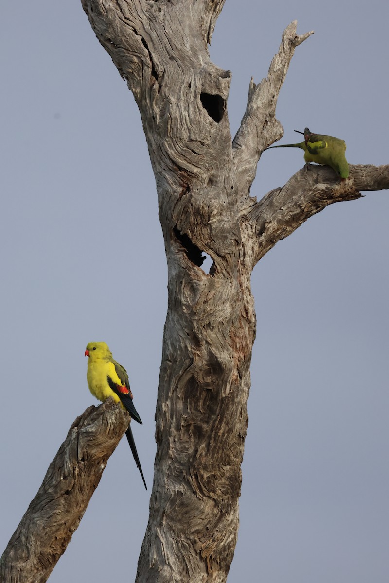 Perico Regente - ML642205488