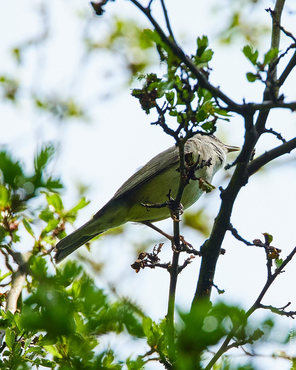 Curruca Zarcerilla - ML642205493