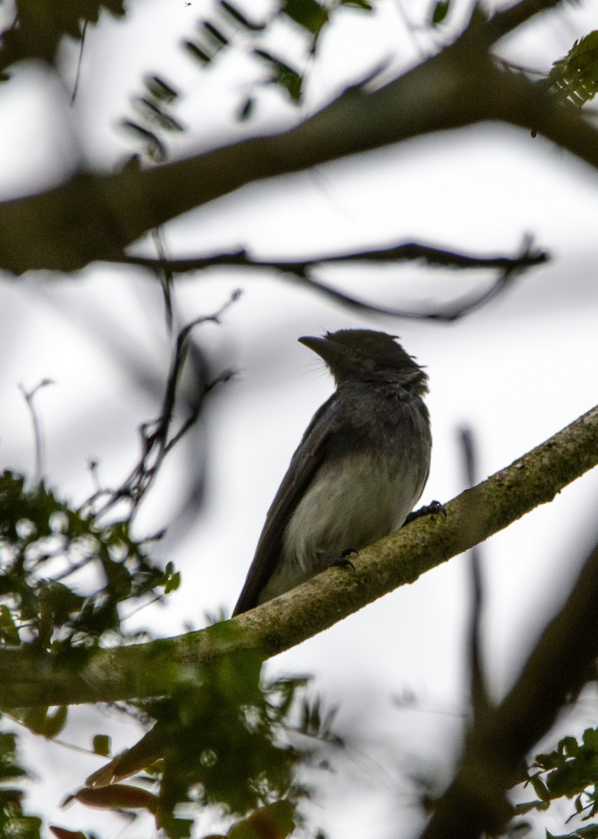 Drongo Ventriblanco - ML642205506