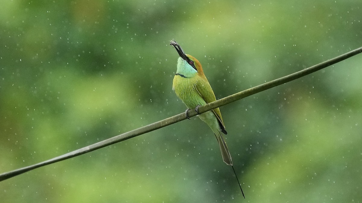 Asian Green Bee-eater - ML642205532