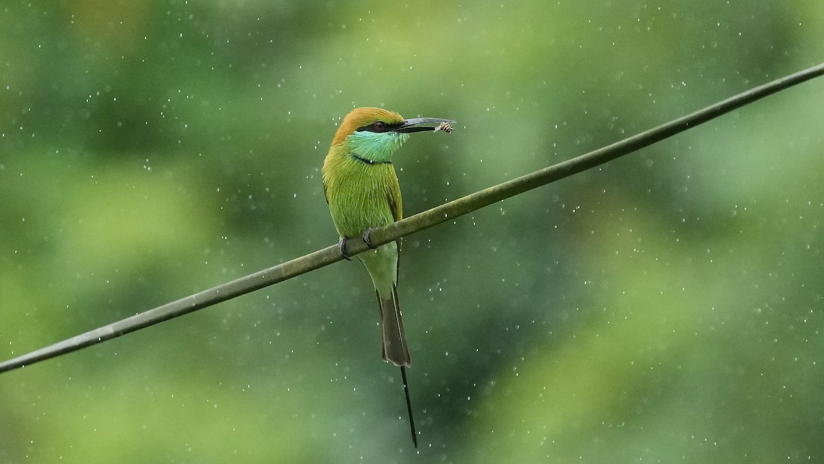 Asian Green Bee-eater - ML642205533