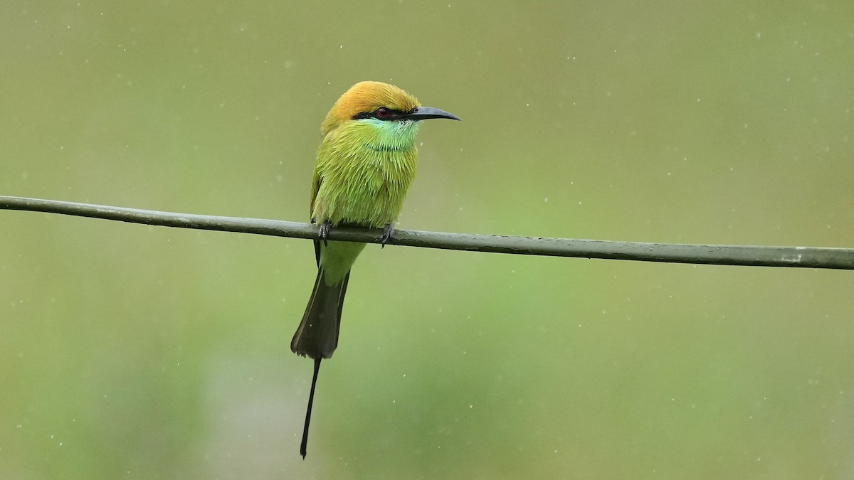 Asian Green Bee-eater - ML642205540