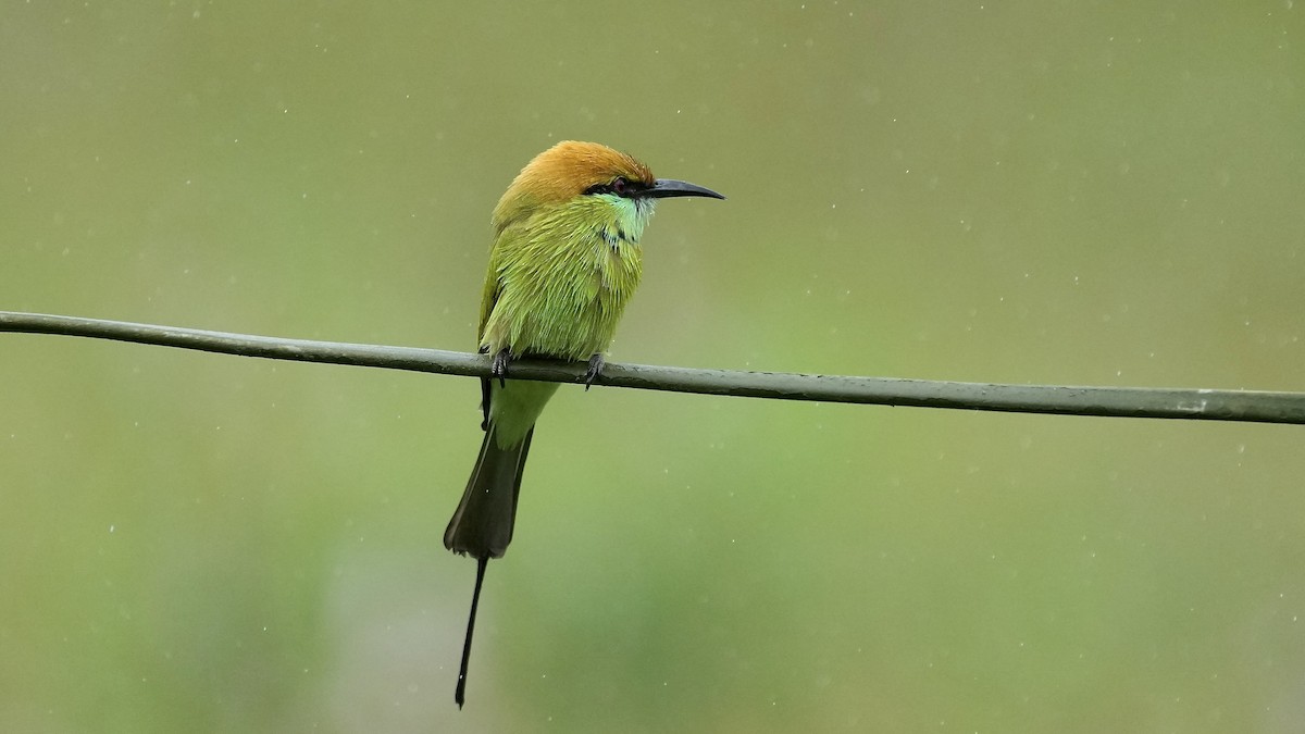 Asian Green Bee-eater - ML642205542