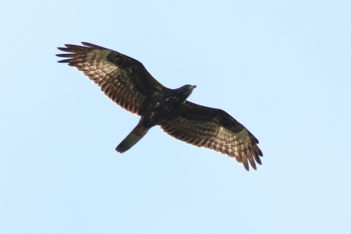 European Honey-buzzard - ML642205555