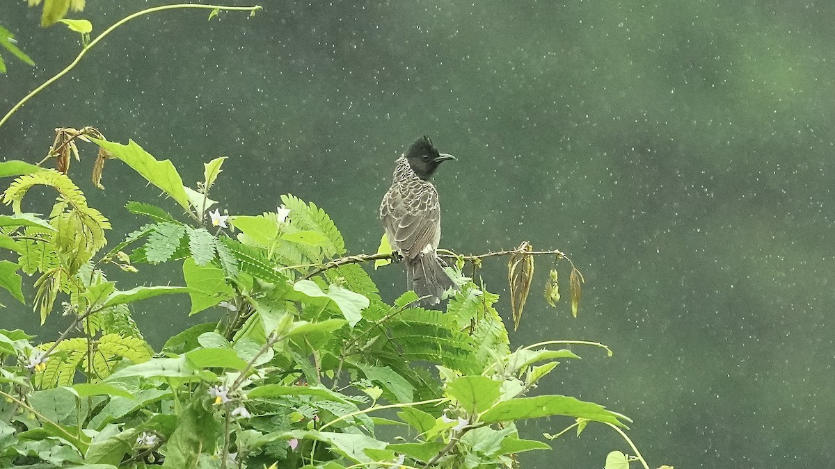 bulbul šupinkový - ML642205557