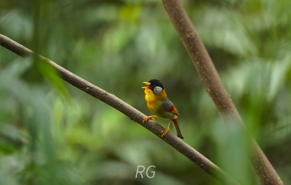 Silver-eared Mesia - ML642205578
