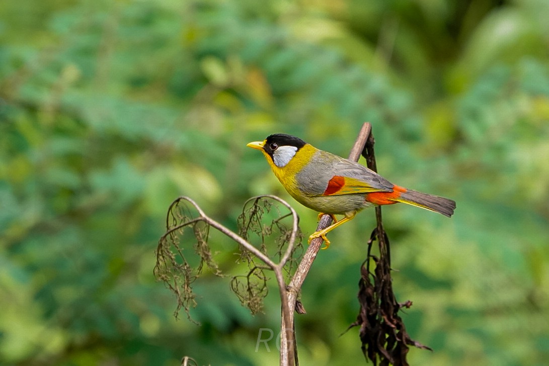 Silver-eared Mesia - ML642205579