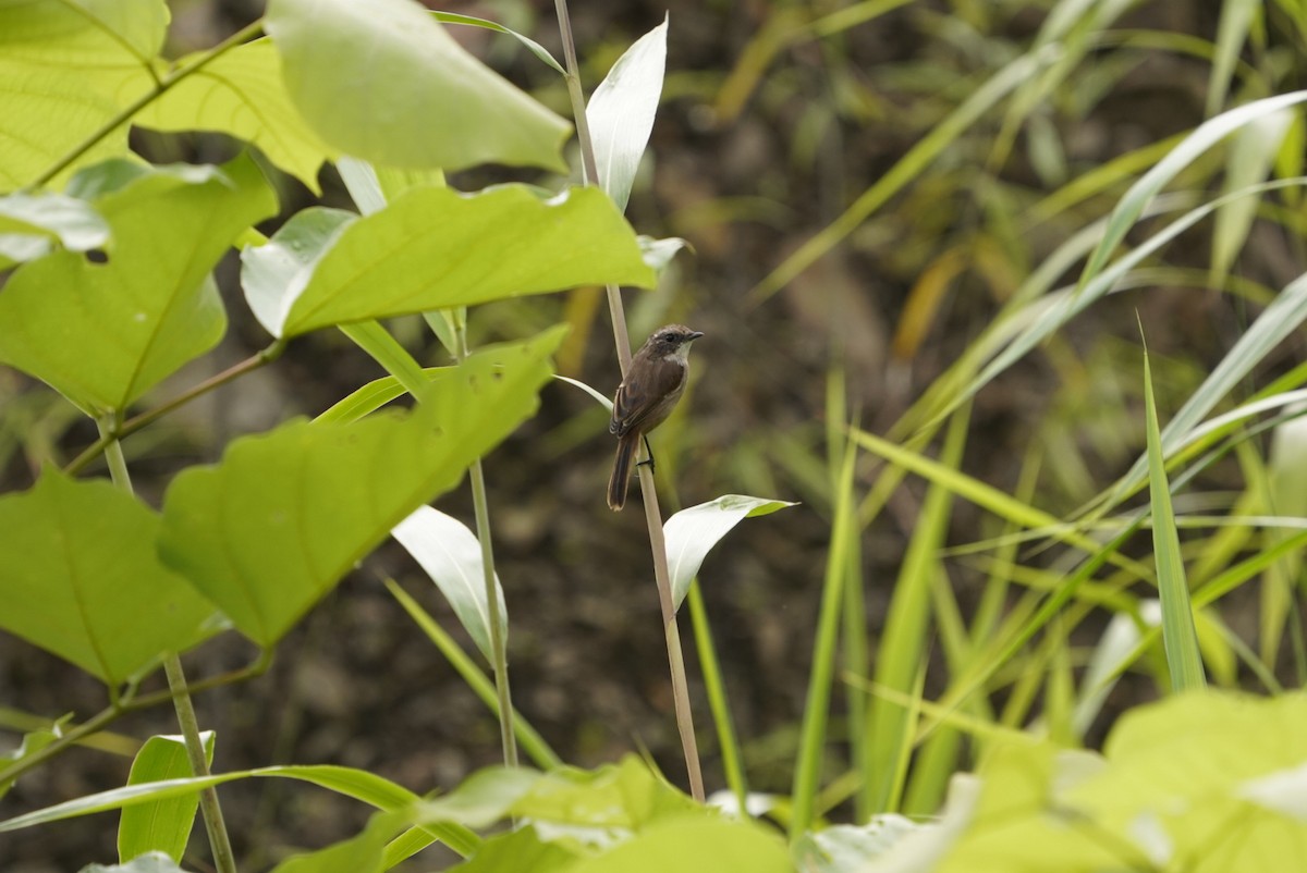 Gray Bushchat - ML642205592
