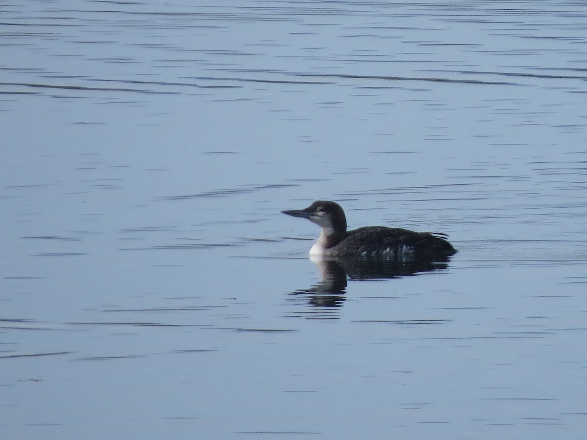 Common Loon - ML642205595