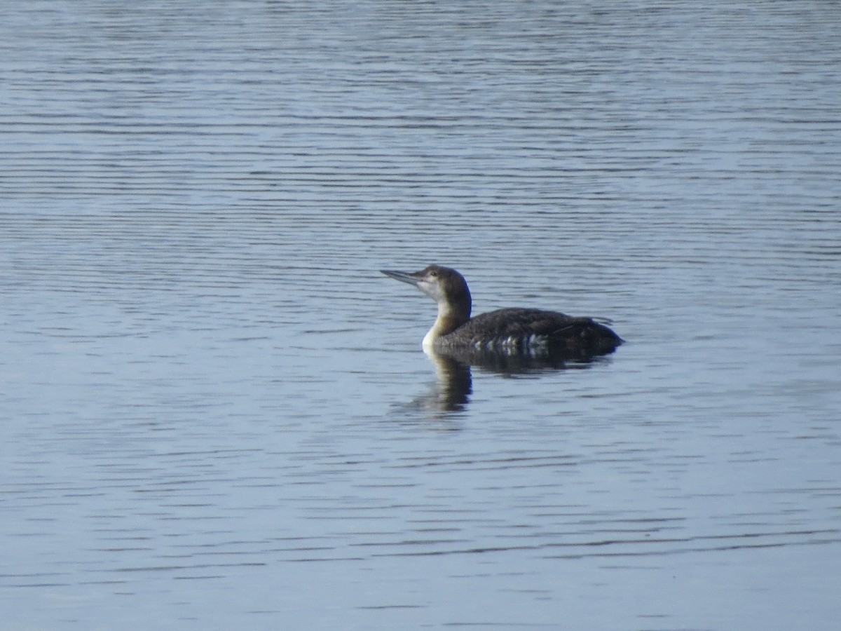 Common Loon - ML642205596