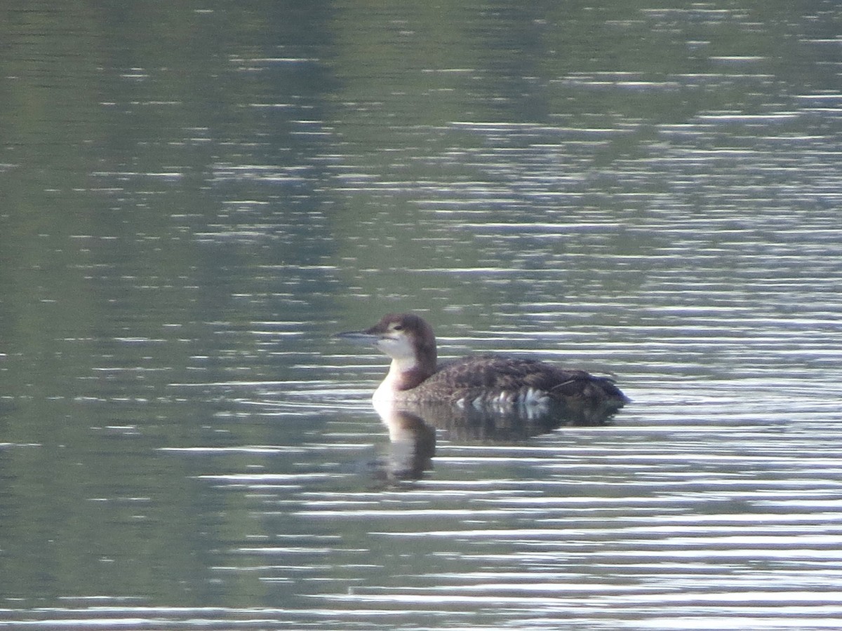 Common Loon - ML642205597