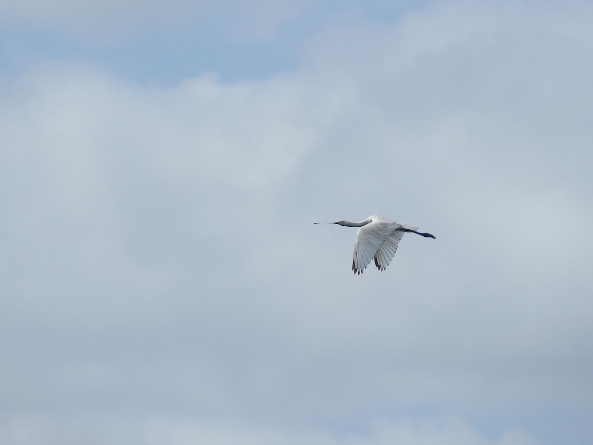 Eurasian Spoonbill - ML642205600