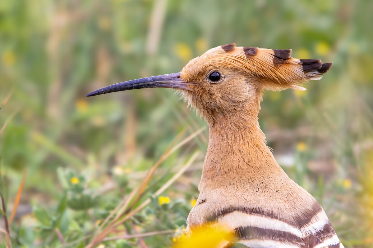 Eurasian Hoopoe - ML642205608