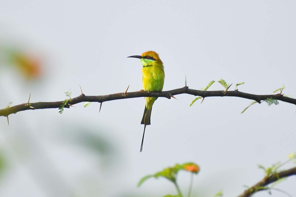 Asian Green Bee-eater - ML642205651