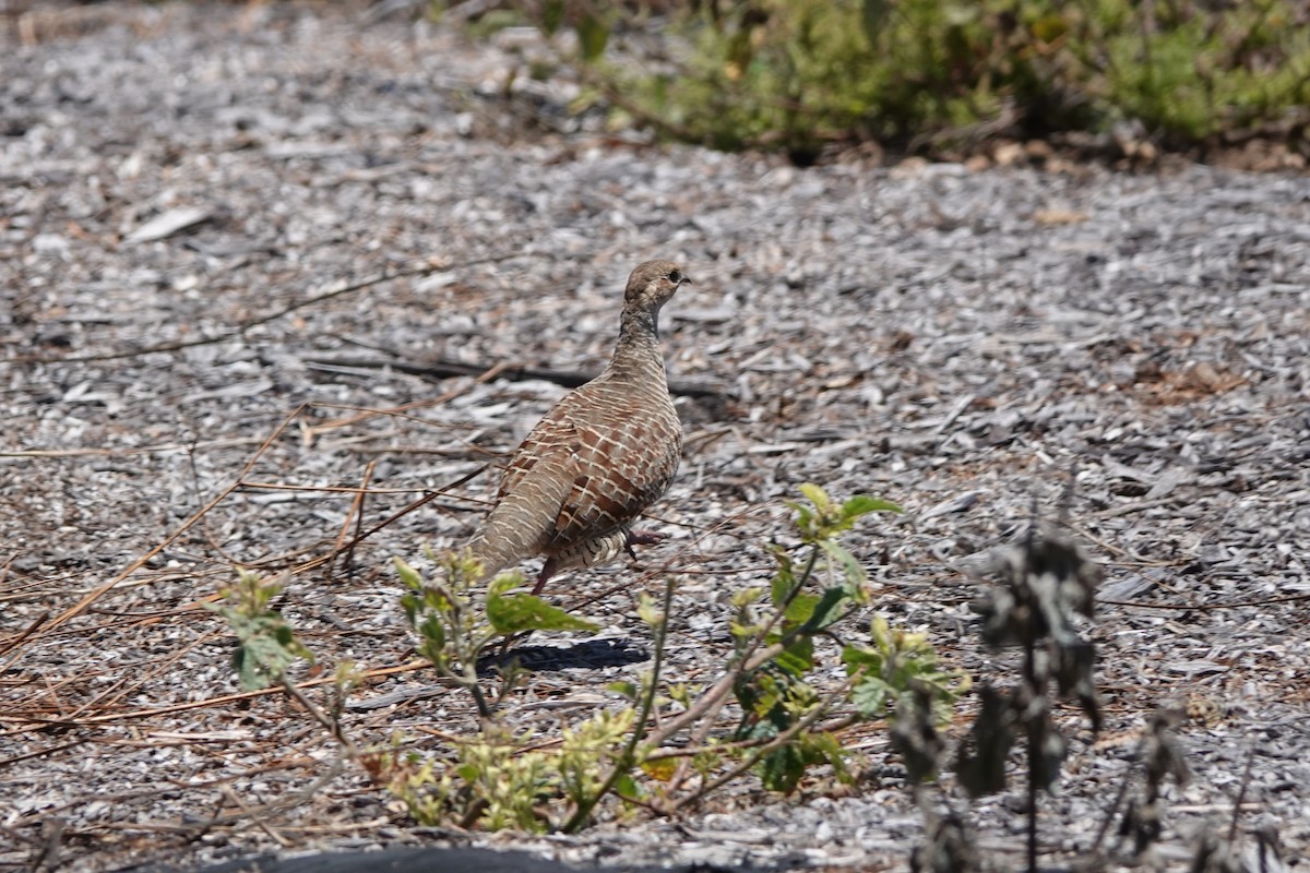 Gray Francolin - ML642205652