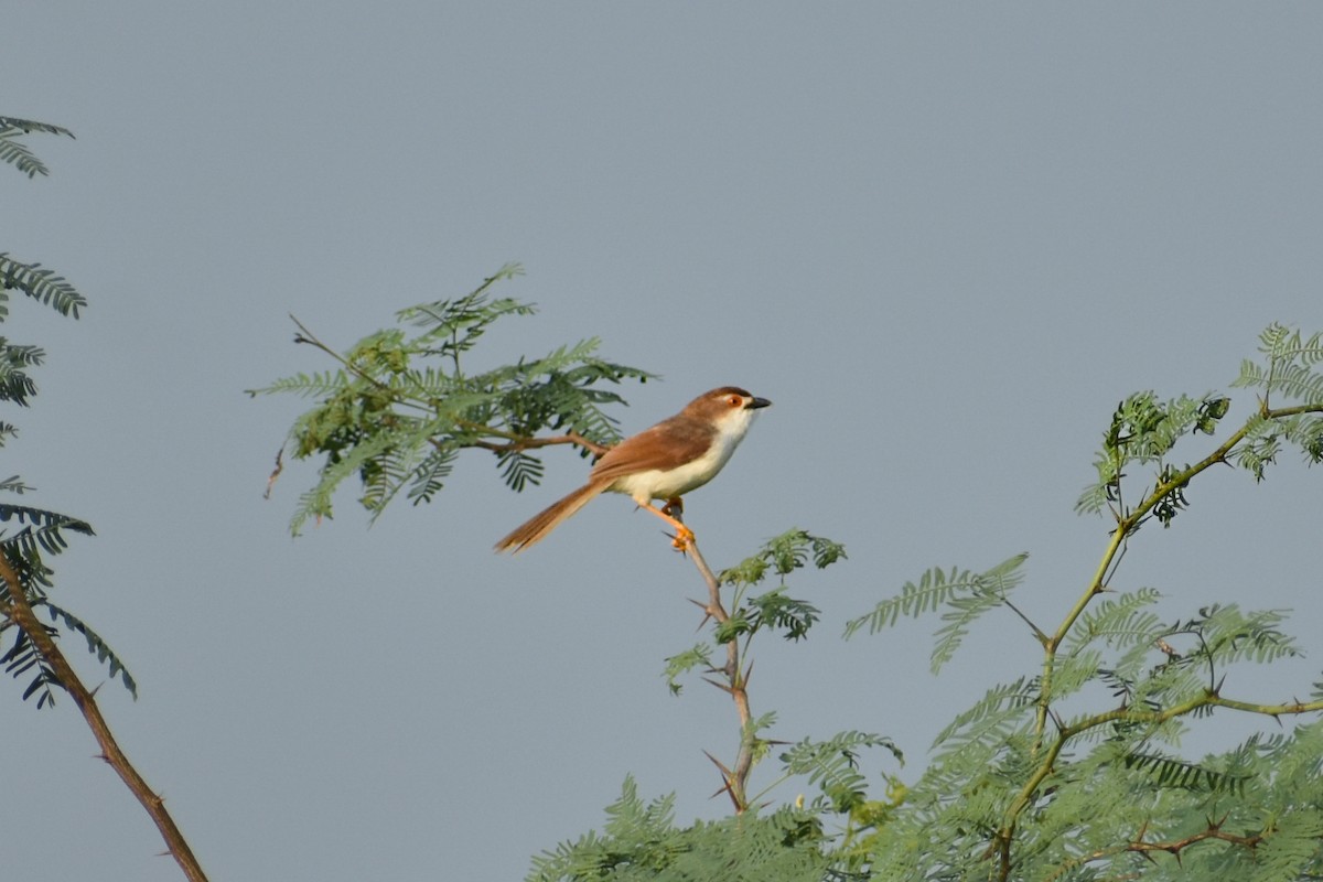 Yellow-eyed Babbler - ML642205663