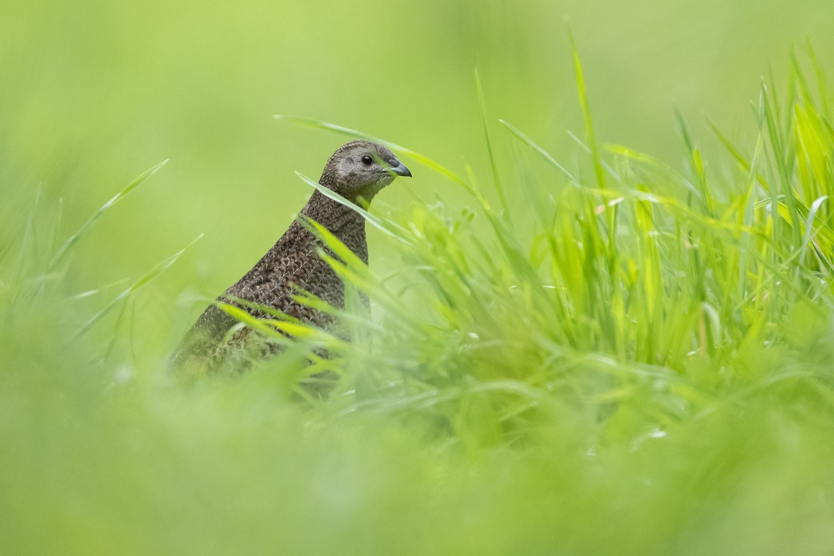 Brown Quail - ML642205666