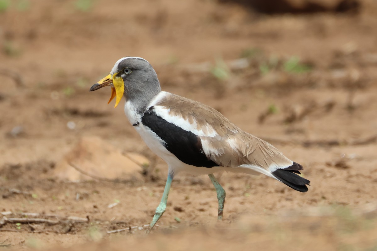 White-crowned Lapwing - ML642205669