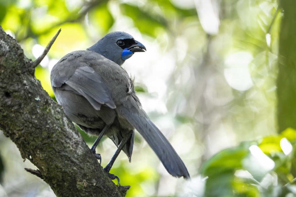 North Island Kokako - ML642205674