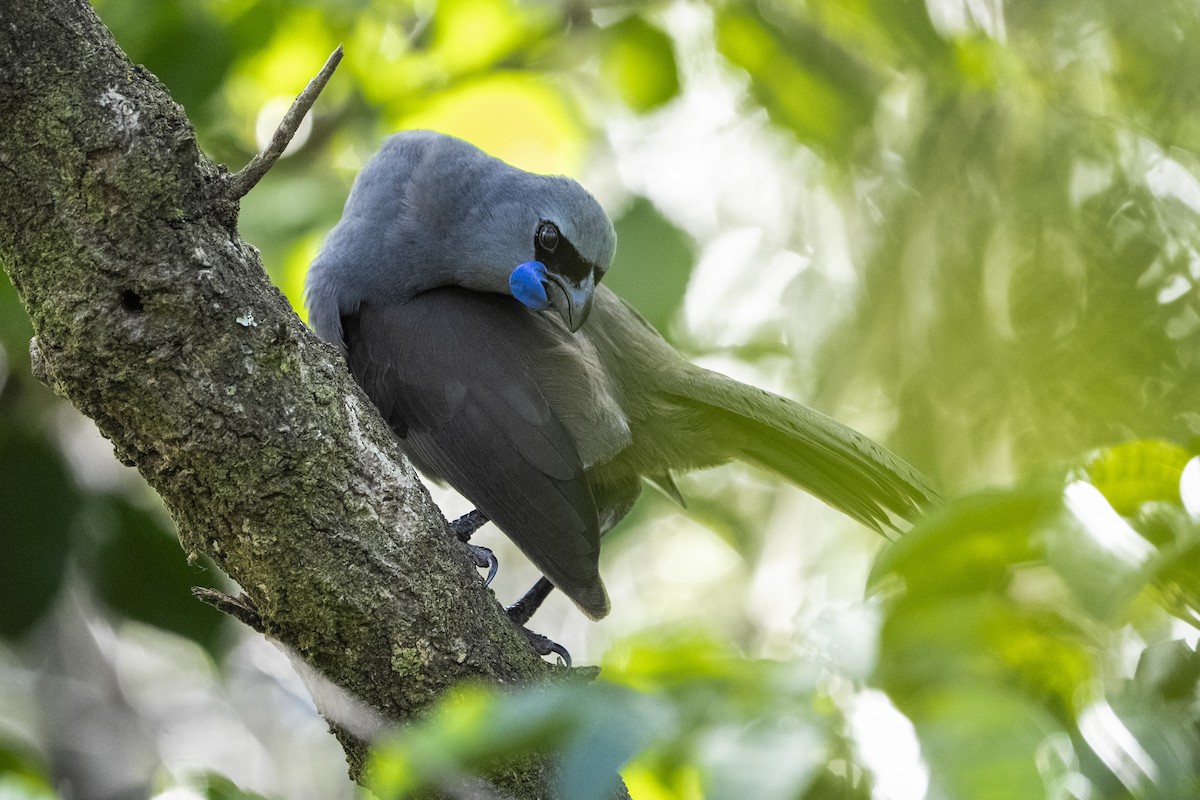 North Island Kokako - ML642205680