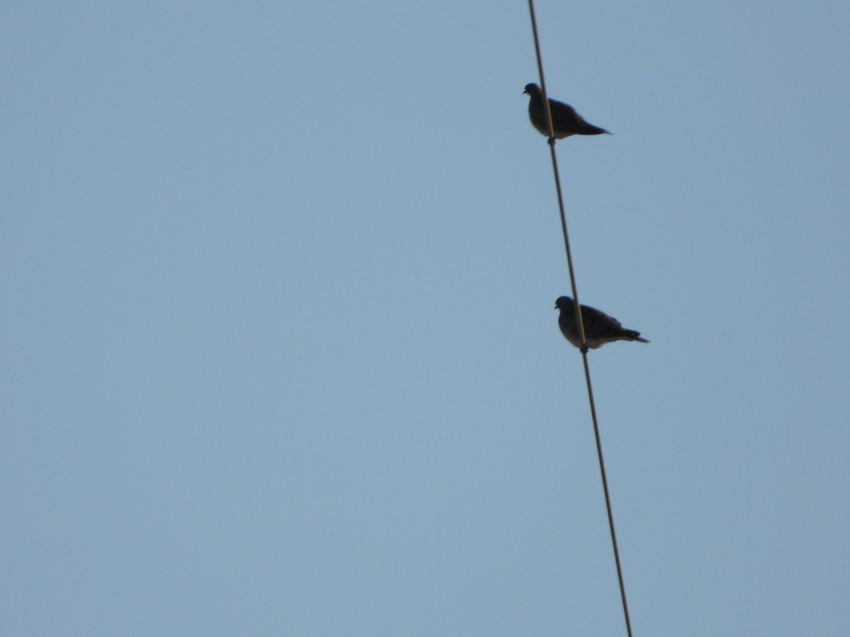 European Turtle-Dove - ML642205688