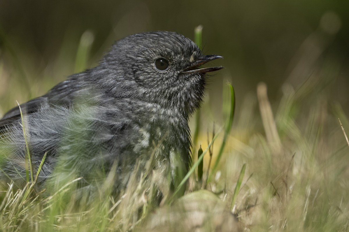 North Island Robin - ML642205692