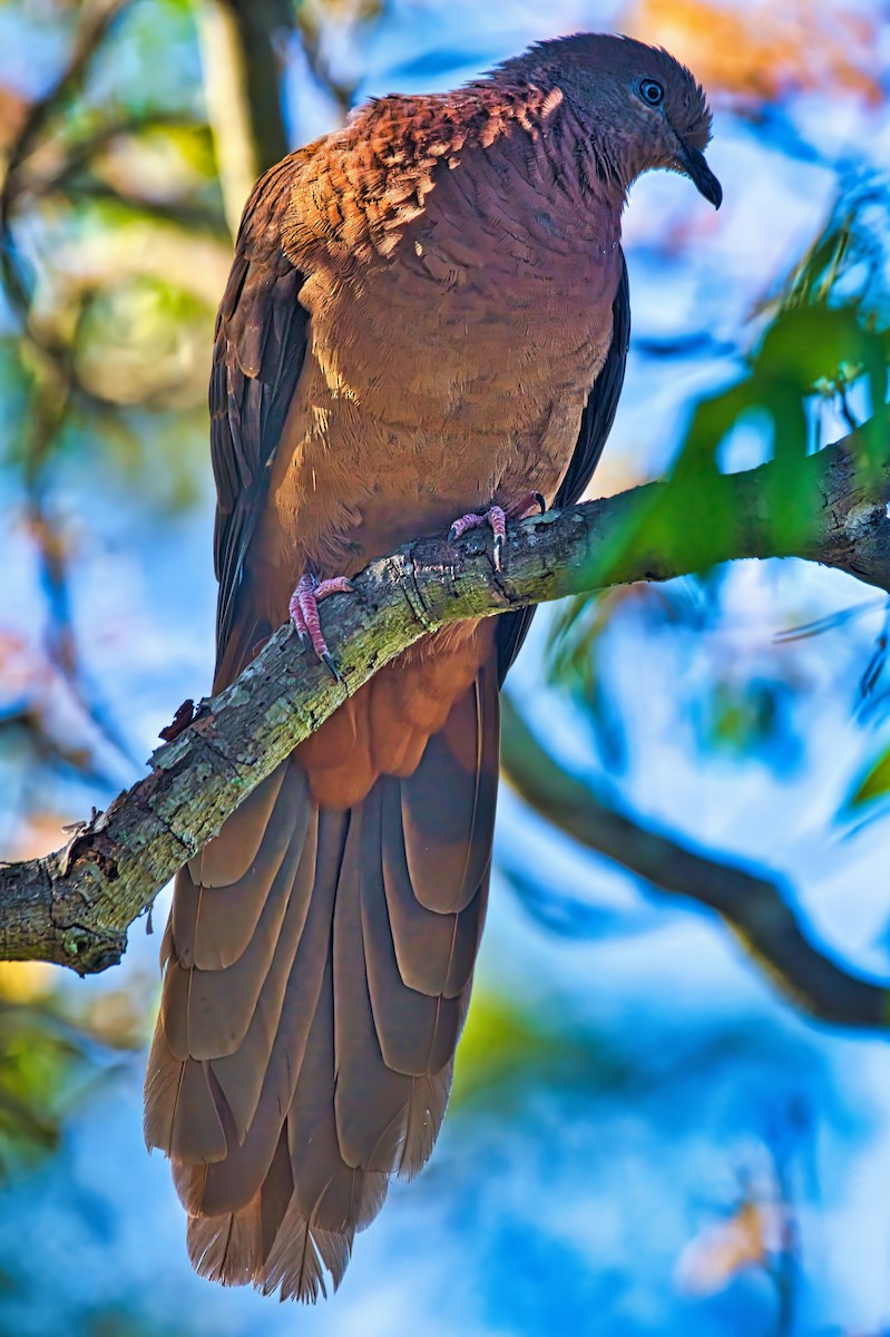 Brown Cuckoo-Dove - ML642205693
