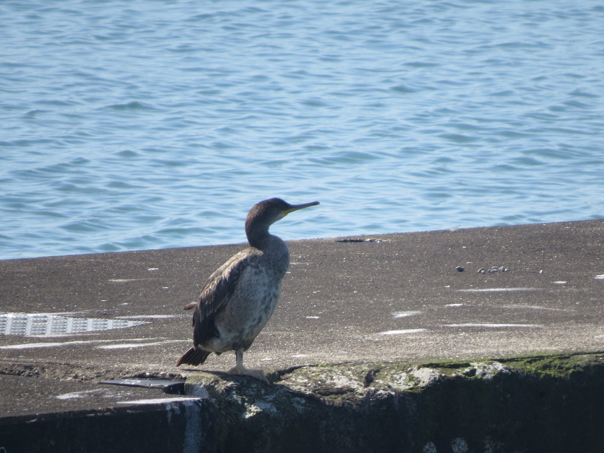 European Shag - ML642205697